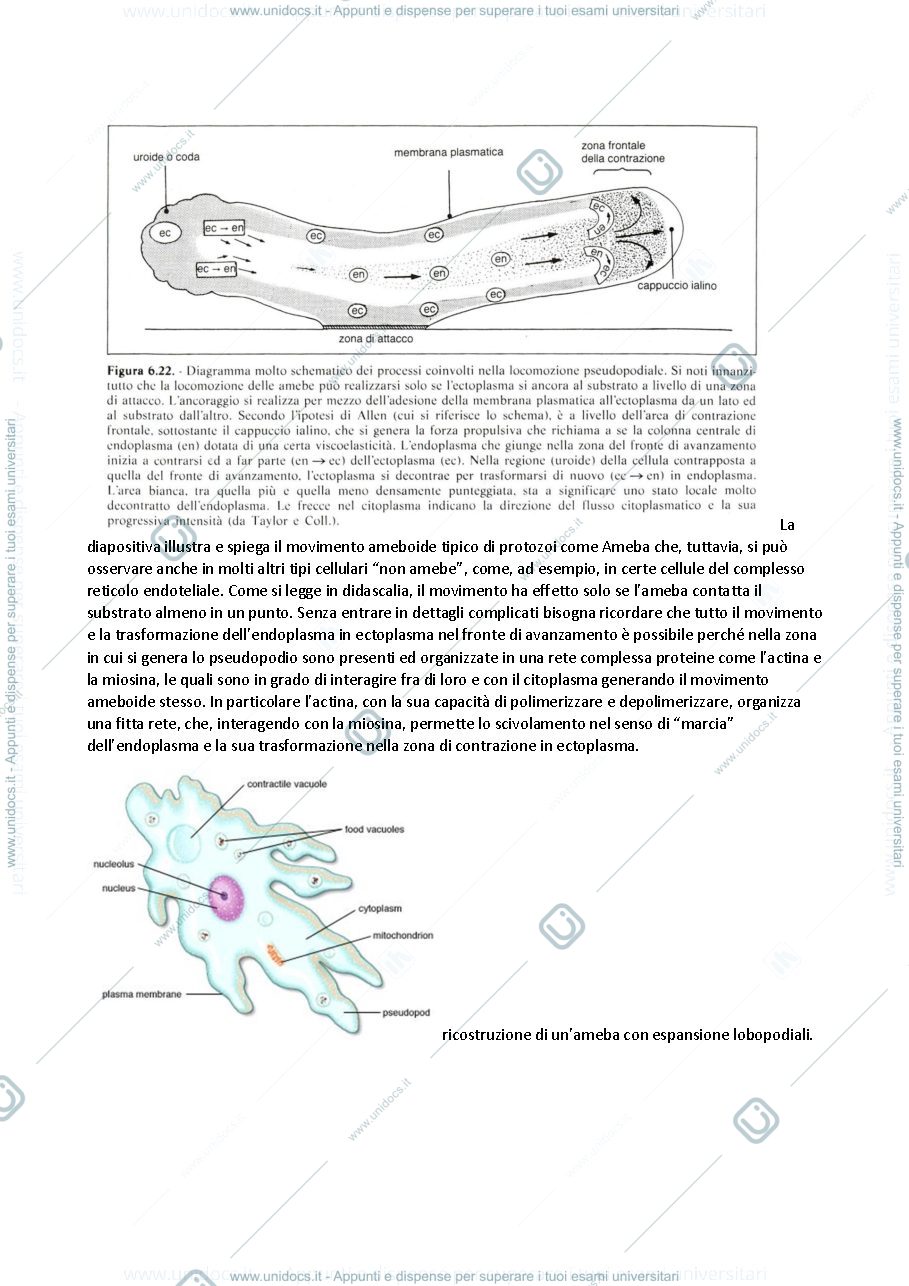 Anteprima pagina 5 — Protisti