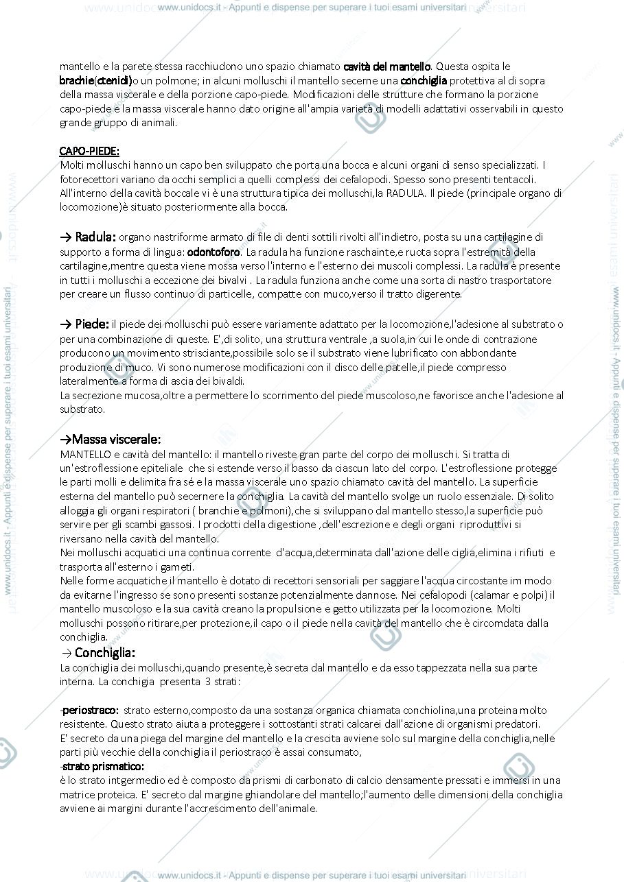 Anteprima pagina 2 — Riassunti Capitoli 21-22-23-24-25-26-27 del libro Fondamenti di Zoologia utilizzato dal Prof.Luschi