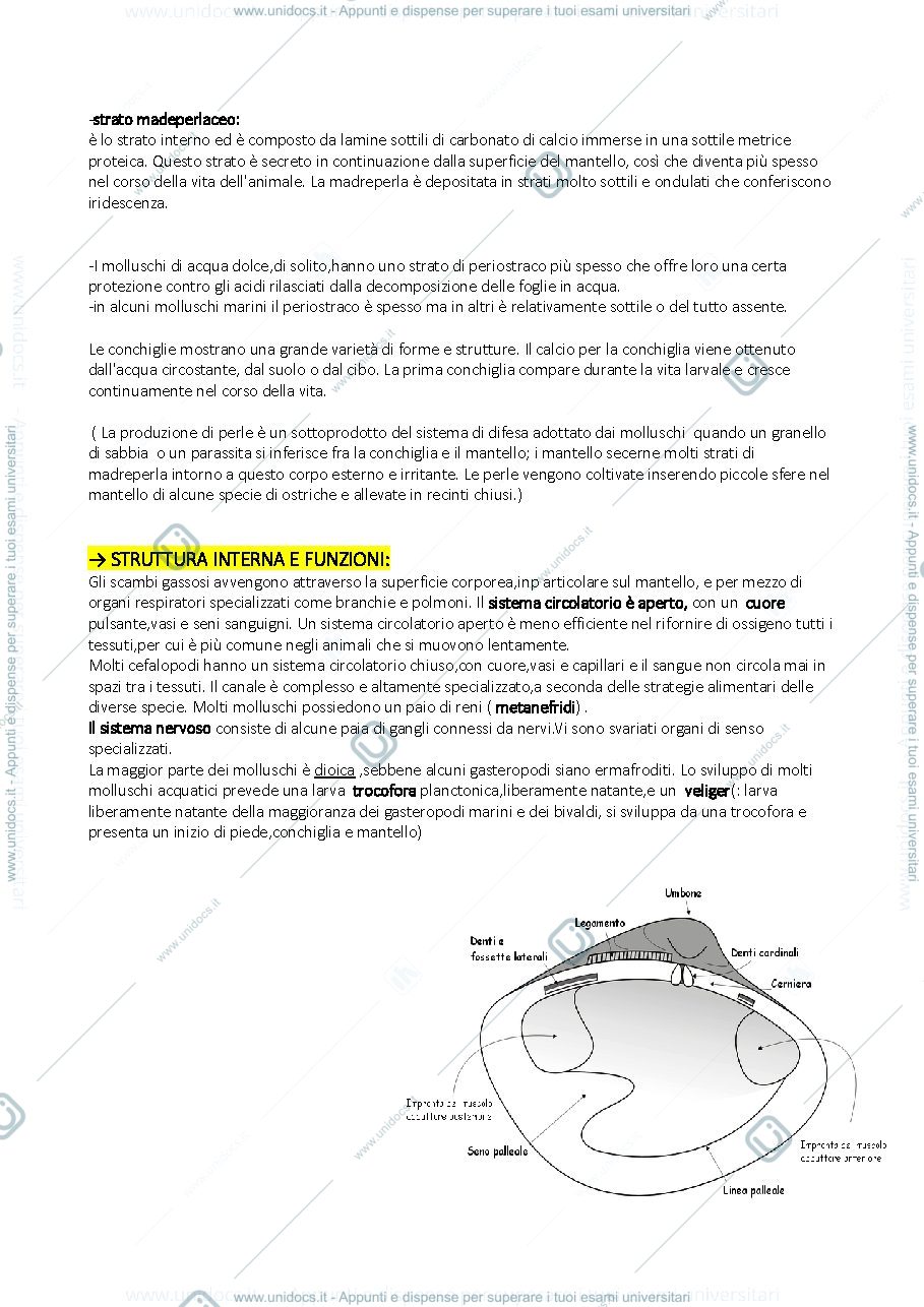 Anteprima pagina 3 — Riassunti Capitoli 21-22-23-24-25-26-27 del libro Fondamenti di Zoologia utilizzato dal Prof.Luschi