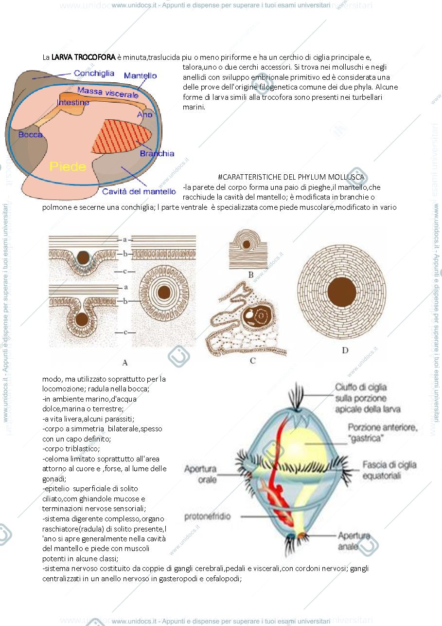 Anteprima pagina 4 — Riassunti Capitoli 21-22-23-24-25-26-27 del libro Fondamenti di Zoologia utilizzato dal Prof.Luschi