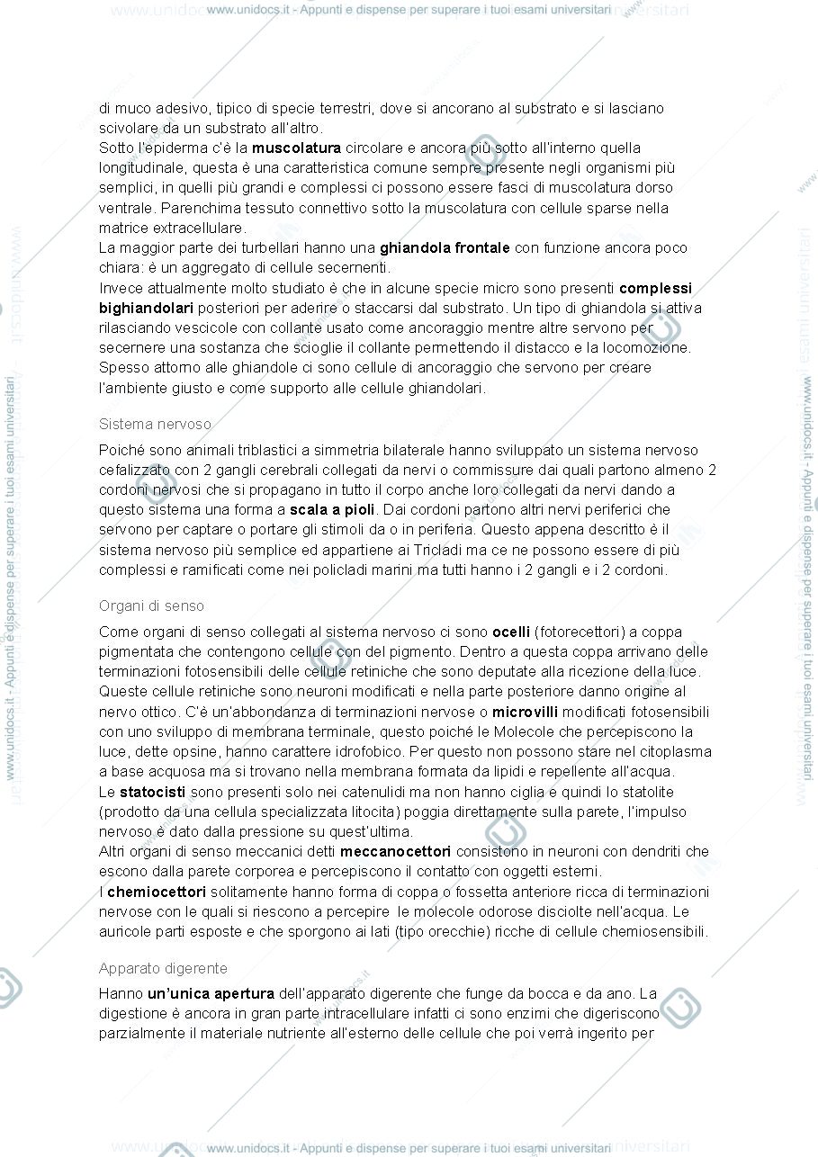 Anteprima pagina 2 — Appunti Platelminti
