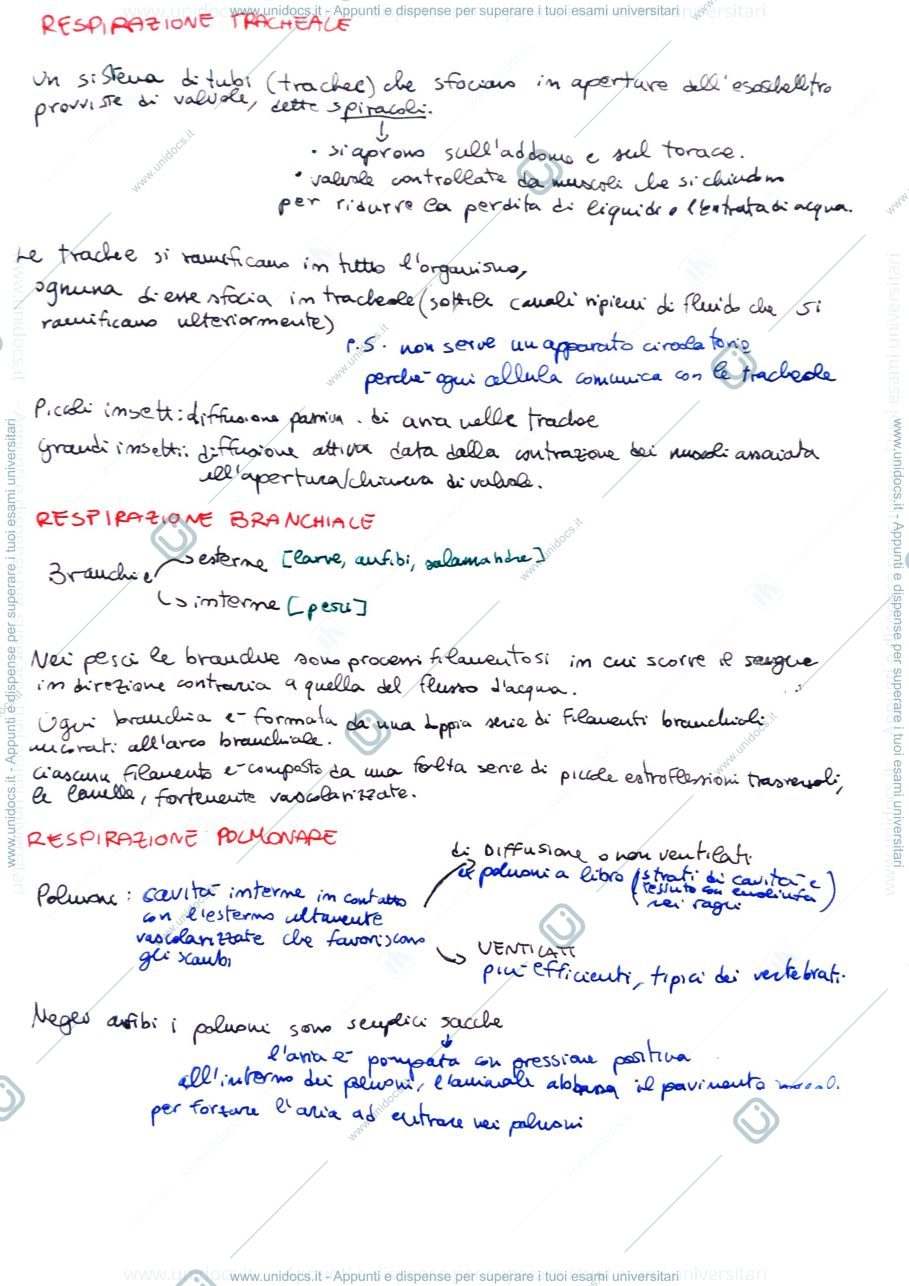 Anteprima pagina 2 — scambi gassosi e sistemi di trasporto