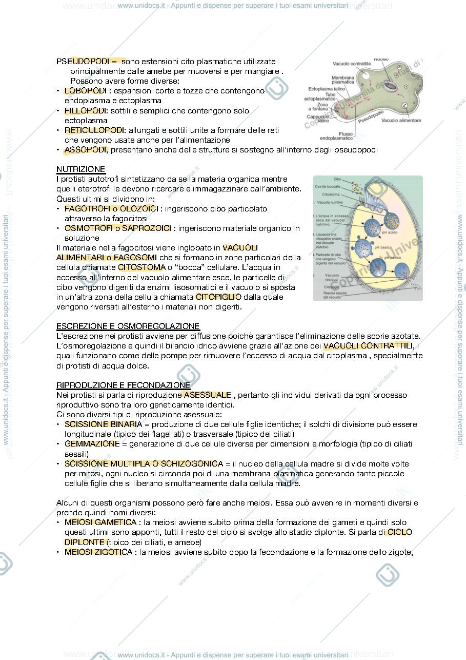 Anteprima pagina 3 — APPUNTI ZOOLOGIA SISTEMATICA
