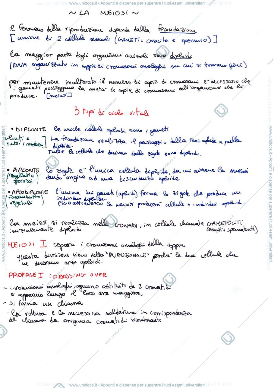 Anteprima pagina 2 — mitosi e meiosi
