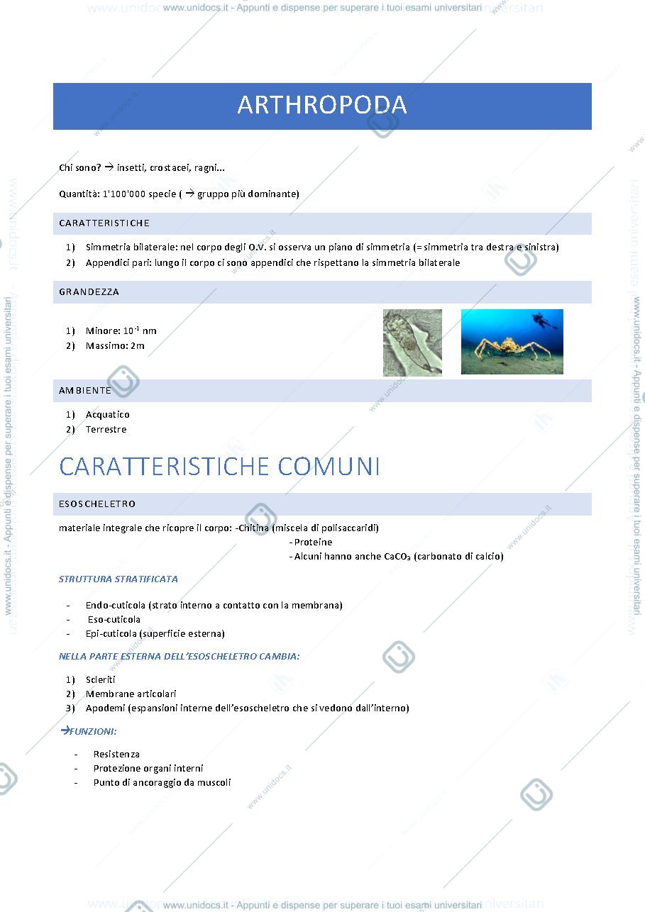 Anteprima pagina 1 — Arthropoda