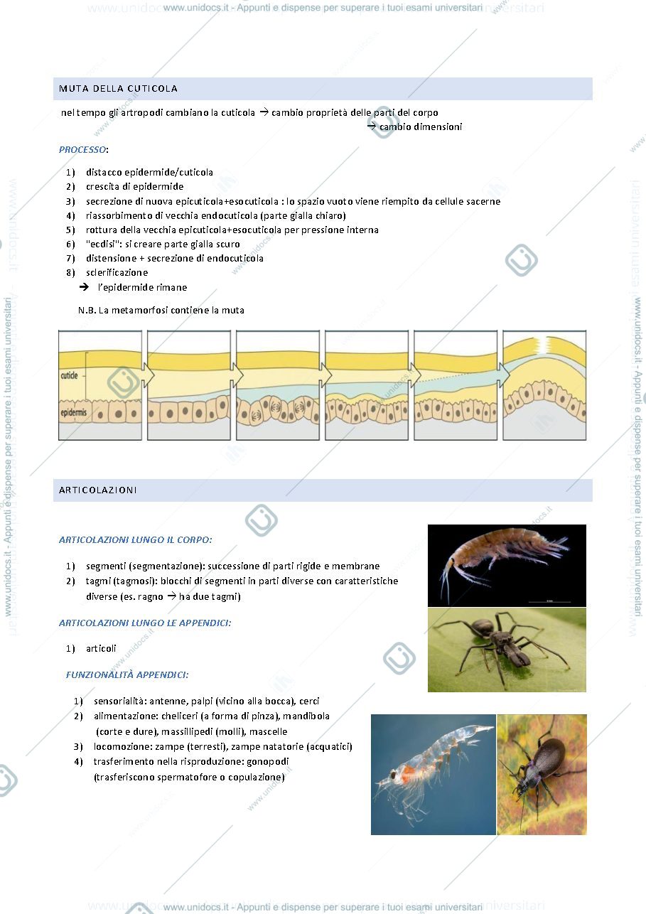 Anteprima pagina 2 — Arthropoda