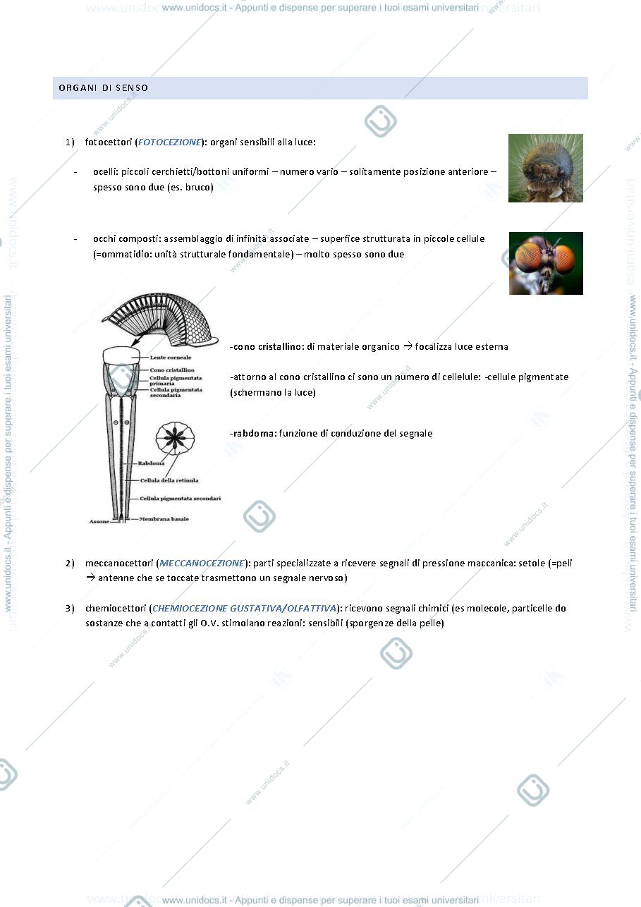 Anteprima pagina 3 — Arthropoda