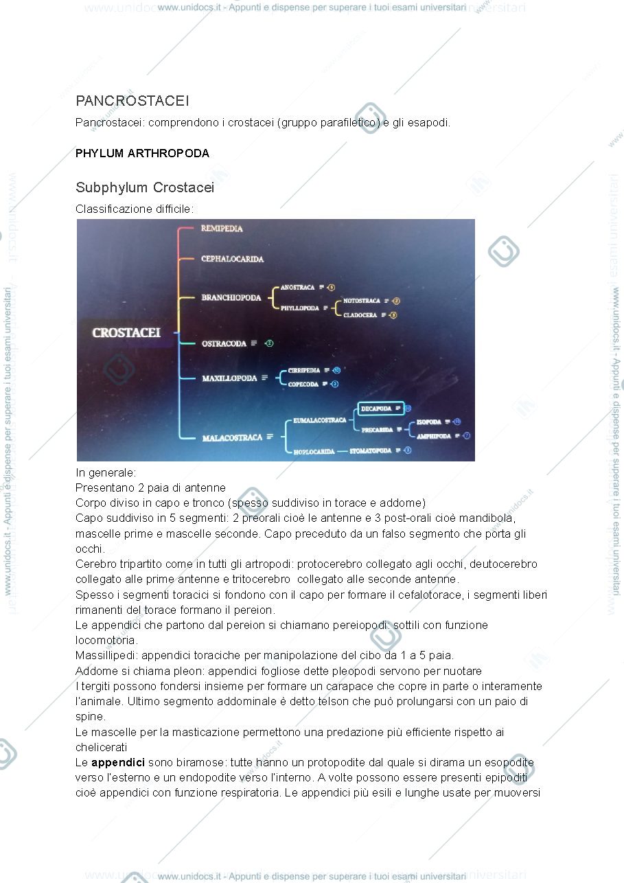Anteprima pagina 1 — Appunti terzo parziale zoologia