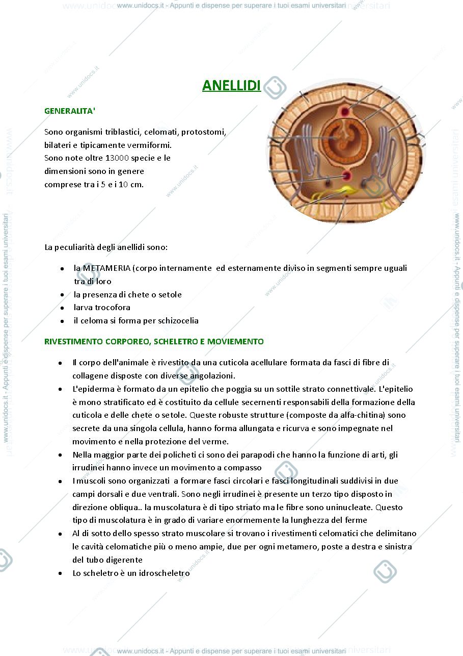 Anteprima pagina 1 — riassunto sugli anellidi