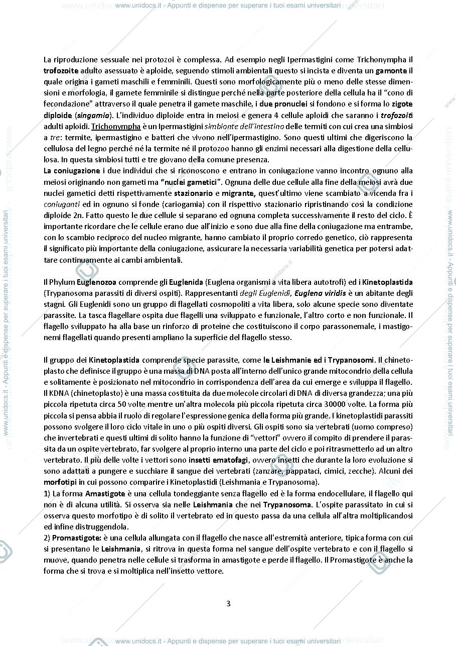 Anteprima pagina 3 — Appunti di zoologia 1
