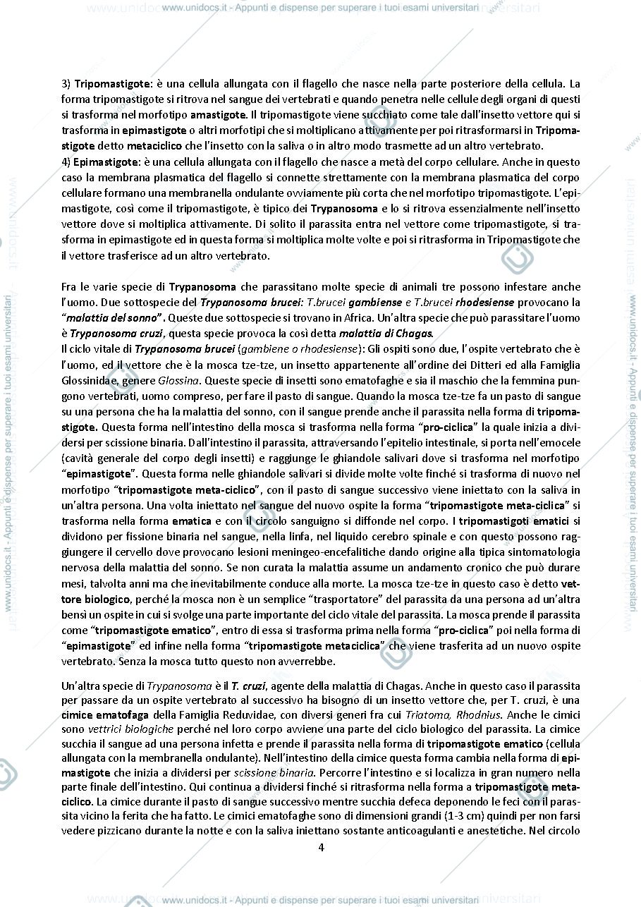 Anteprima pagina 4 — Appunti di zoologia 1