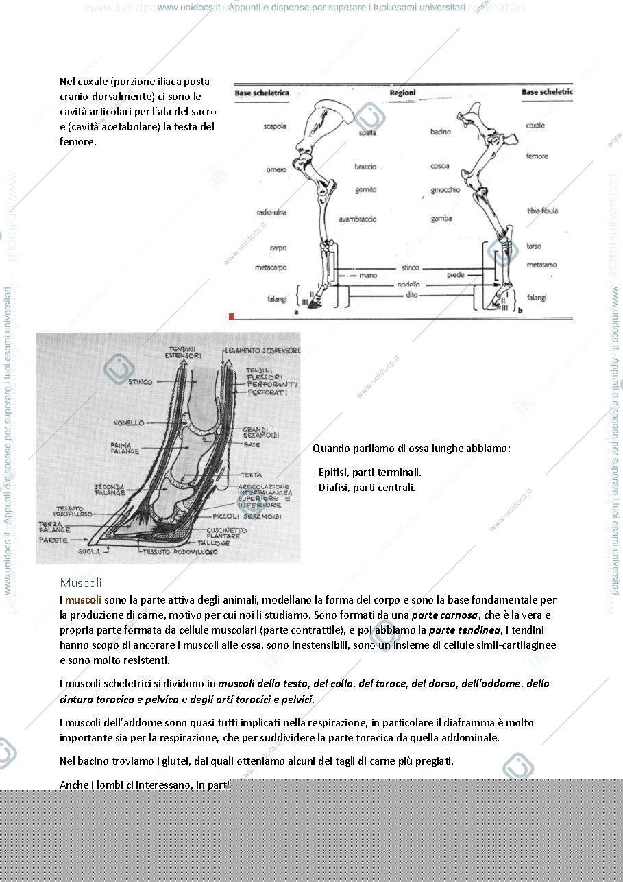 Anteprima pagina 4 — Zootecnia